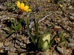 Colchicum volutare