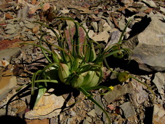 Colchicum volutare