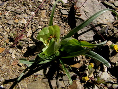 Colchicum volutare