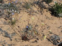 Manulea altissima glabricaulis