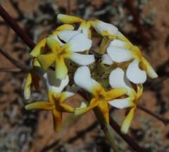 Manulea altissima glabricaulis