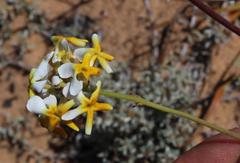 Manulea altissima glabricaulis