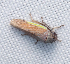 Hamana gelbata