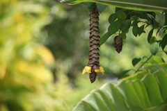 Gmelina philippensis