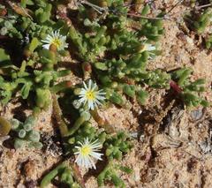 Mesembryanthemoideae