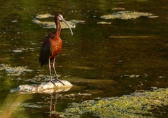 Plegadis chihi