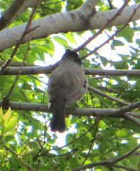 Pycnonotus barbatus layardi