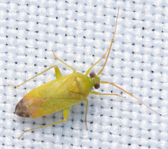 Phytocoris vanduzeei