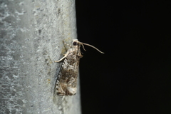 Olethreutes appendiceum