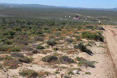 Mesembryanthemoideae