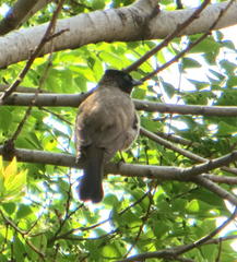 Pycnonotus barbatus layardi