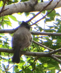 Pycnonotus barbatus layardi