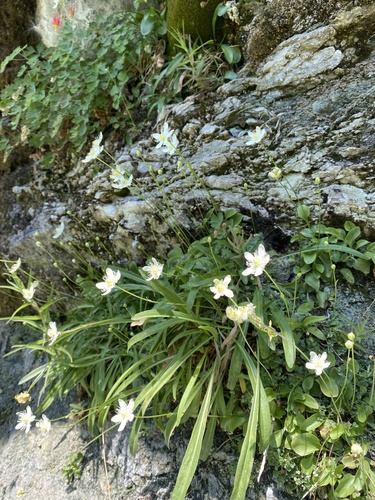 Parnassia cirrata var. cirrata