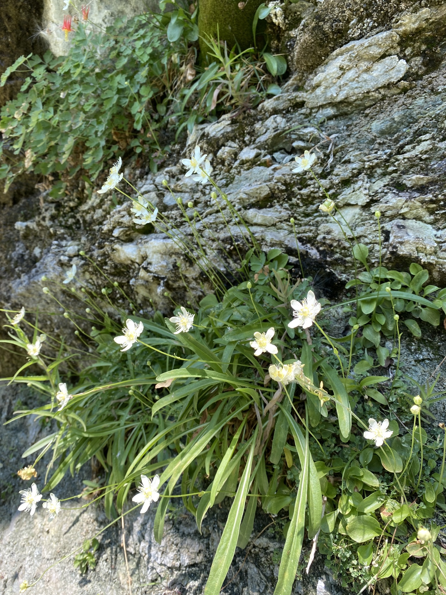 Parnassia cirrata var. cirrata