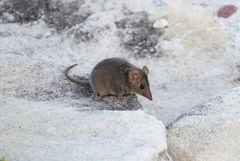 Antechinus stuartii