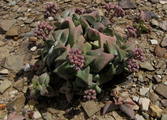 Crassula deltoidea