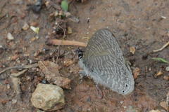 Pseudonacaduba sichela sichela