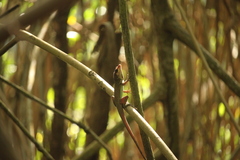 Anolis richardii