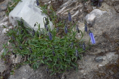 Campanula wanneri