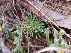 Stylidium delicatum