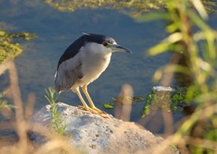 Nycticorax nycticorax