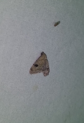 Abablemma brimleyana