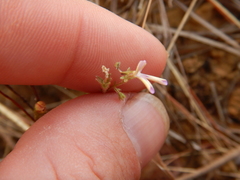 Stylidium delicatum