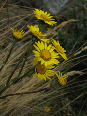 Senecio comosus
