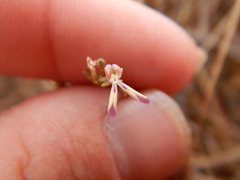 Stylidium delicatum