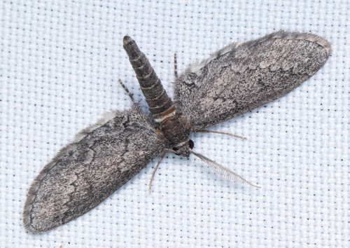 Glaucina erroraria Dyar, 1907