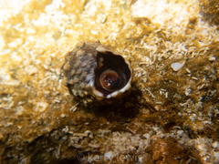 Echinolittorina tuberculata