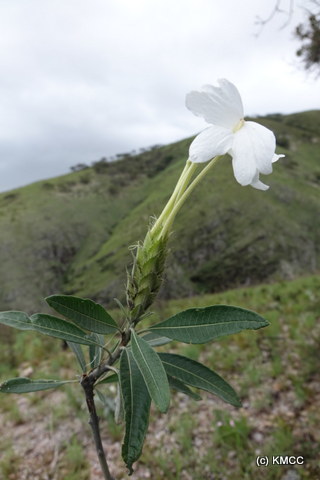 Crossandra image