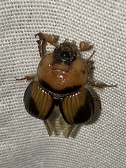 Bolbocerosoma farctum