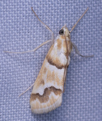 Pseudoschinia elautalis