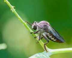 Heteropogon macerinus