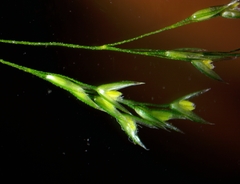 Agrostis hyemalis
