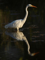 Ardea alba