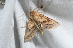 Pyrrhia exprimens