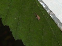 Calomycterus setarius