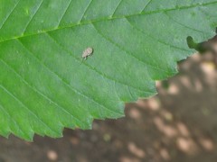 Calomycterus setarius