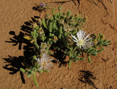 Drosanthemum framesii