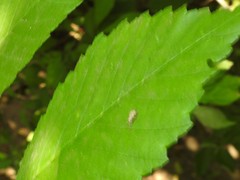 Calomycterus setarius