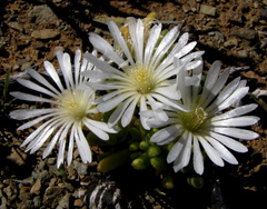 Drosanthemum framesii