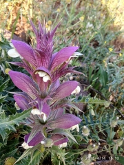 Acanthus syriacus
