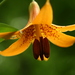 Canada Lily - Photo (c) dogtooth77, some rights reserved (CC BY-NC-SA)