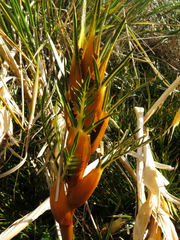 Aciphylla pinnatifida