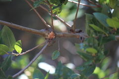 Dryocosmus asymmetricus