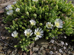 Drosanthemum framesii