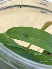 Microcentrum californicum