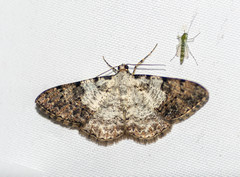 Psilalcis albibasis